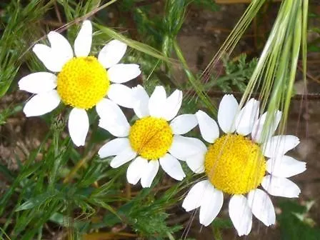La Fuente De La Covatilla La Hoya (Salamanca)